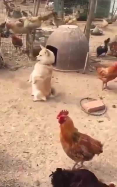 I am chimken