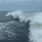 Dolphins aren’t always majestic