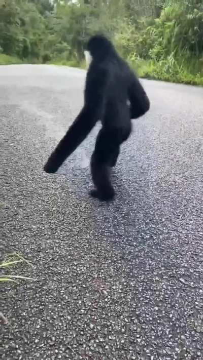 White-cheeked gibbon coming for the grapes. 
