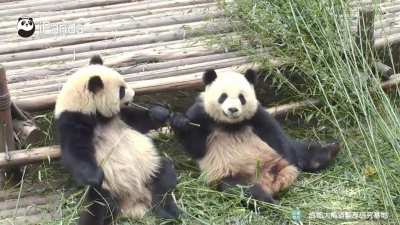 A panda a day keeps the sorrow away