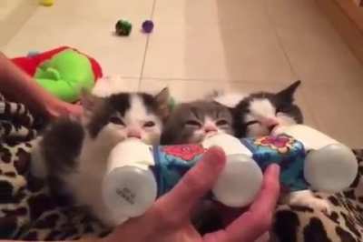 A trio of hungry pointy tails!