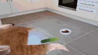When the cat is sus