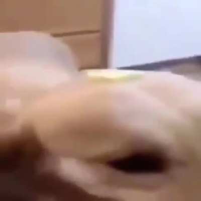 B U T T E R D O G