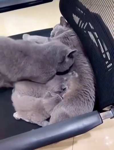 Deadbeat Dads: Animal Edition