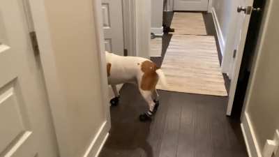 We got my dog some booties for hiking, I think he likes them!