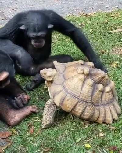 Chimpanzee hand-feeding a Tortoise.