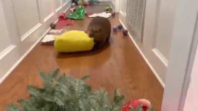 Beaver building a homemade dam