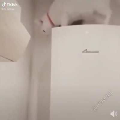 Cat elevator