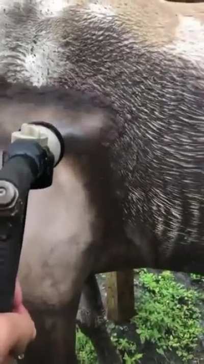 From horseappreciation on Instagram