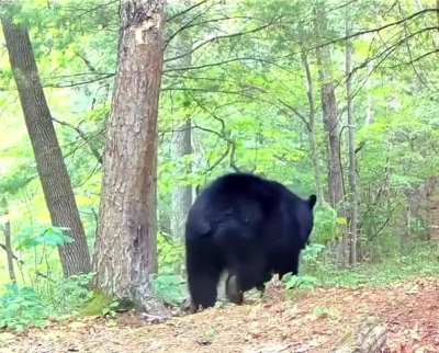 Bear goes in for another scratch... but completely misses the tree