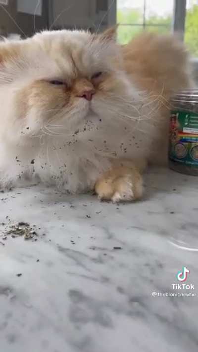 High quality catnip