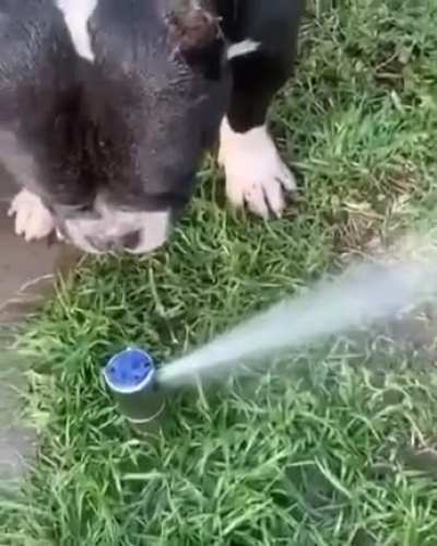Slorp