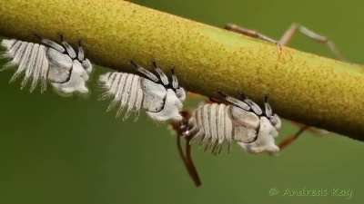 Leafhoppers are insects that feed on plants by using their specialized mouthparts to pierce and suck sap from grass, shrubs, and trees. Their hind legs are modified for jumping long distances. In this video, many species of colorful and interesting leafho