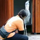 Shoebills are scary af