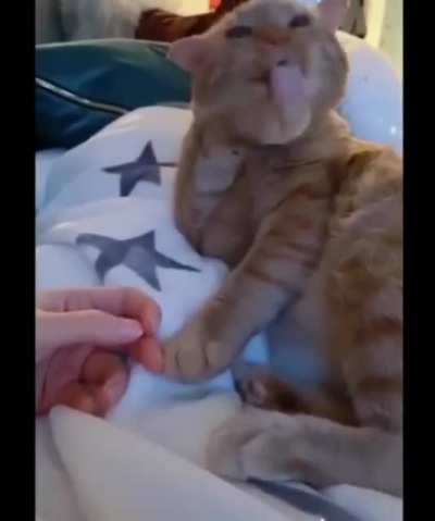 Don't touch my paw, now i have to clean it.
