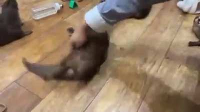 Otters begging for spins