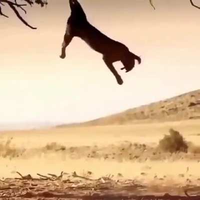 🔥 A caracal catching a bird in mid-air is such a beauty