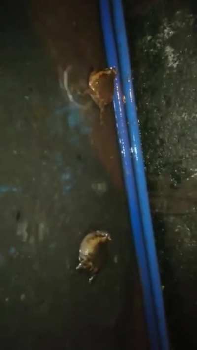 Frog Rule