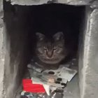 Have you paid your Cat Tax?