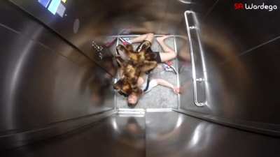 Tarantula puppy