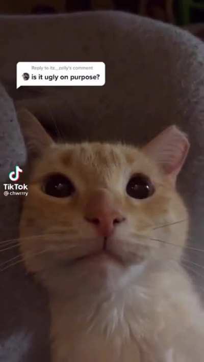 orange cat