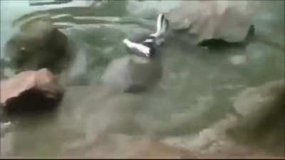 Turtle meets a pigeon 