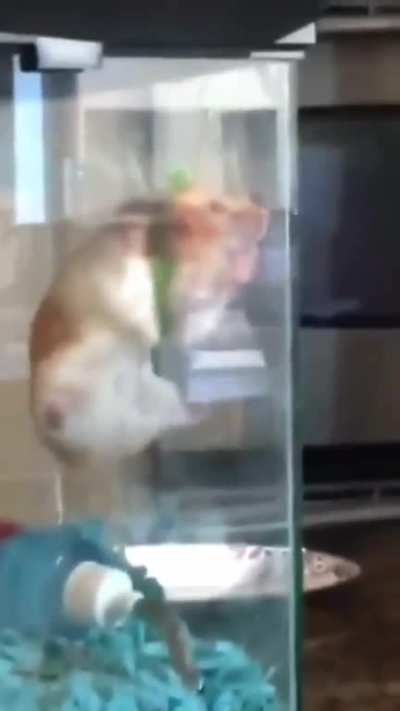 ‎