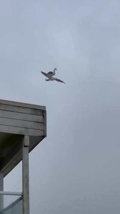 birdsarefake