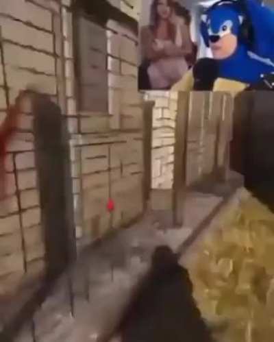 Rüłë