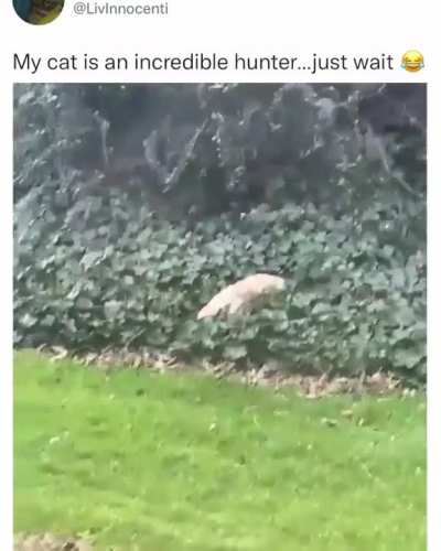 A very calculated hunt