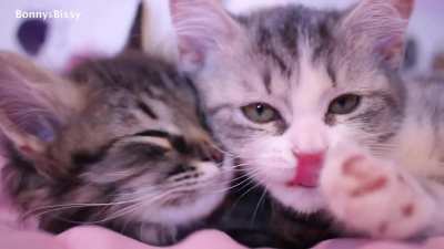 Bonny&Bissy