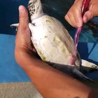 Turtle friend is so happy getting his brushy time!