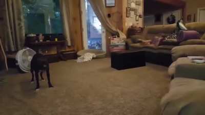 Funny Pit bull dog gets the zoomies