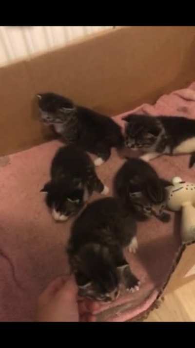 Can’t wait to meet this entire gang of tiny criminals soon