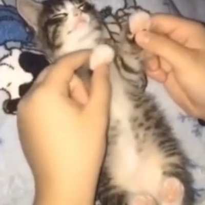 Cat dance lol