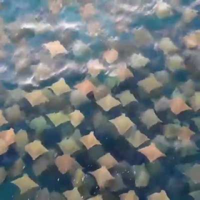 Drone footage capture Rays swimming in Australia