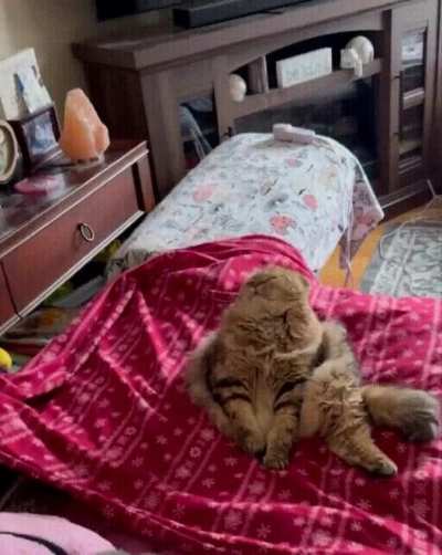 Flonker Dozed off - hard life of 3 meals a day and big own sofa