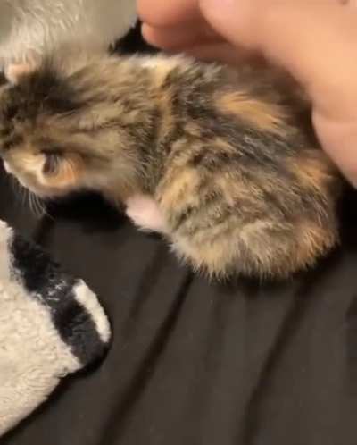 Kitten's first startle