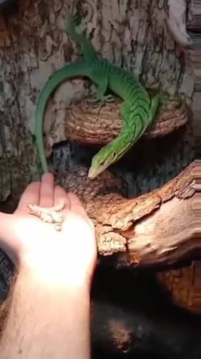 Yummy caterpillars 🐛🐛🐛