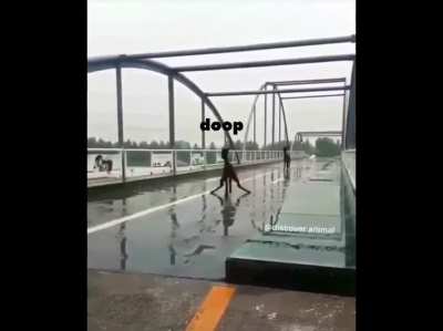 slippery derps