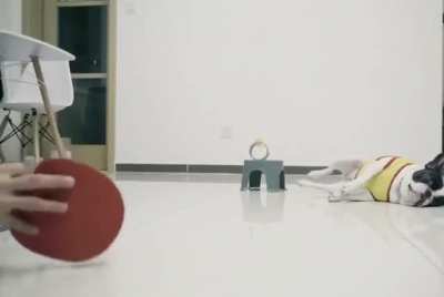 Dog is Genius