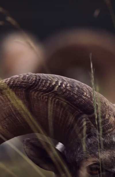 🔥 The beauty of Bighorn Sheep