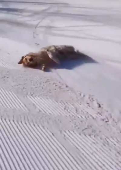 Who needs skis when you can just slide?