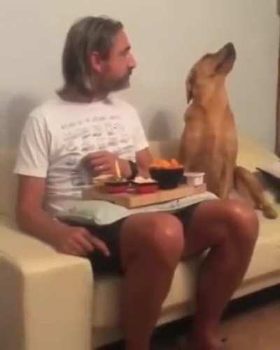 The dog showing 