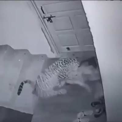 Jaguar stares down at sleeping pray before attacking it