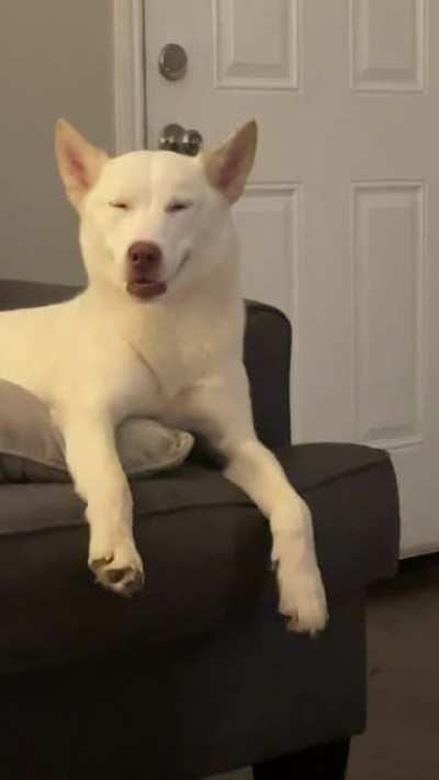 My derpy, sleepy girl