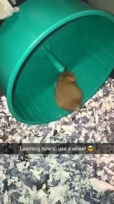 My baby hamster learning how to use his wheel.