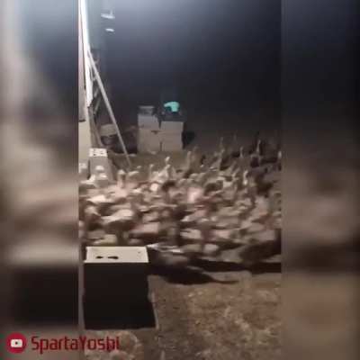 Pov: sos un guardia dentro de la casa rosada y acaban de forzar la entrada