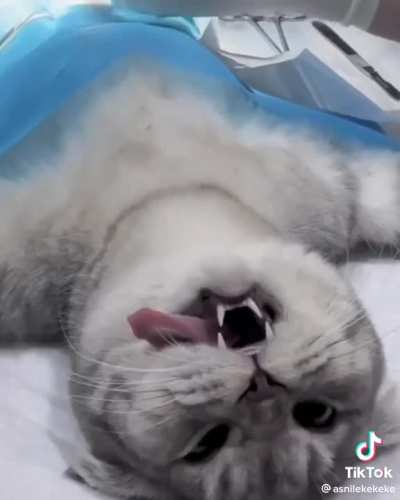 URGENT!! Pawyer needed!! I (a homeless meowz) iz been illegally coarsed into cliniclawl trial by hoomans that wantz me to turn into a hooman slavez. I iz loozing my superiar meow powers and slowly turning dumb. Need to stop this injustize!!