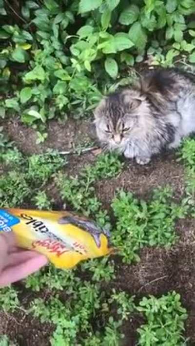 Perfectlyyy cuttt......... Meow?...... mix
